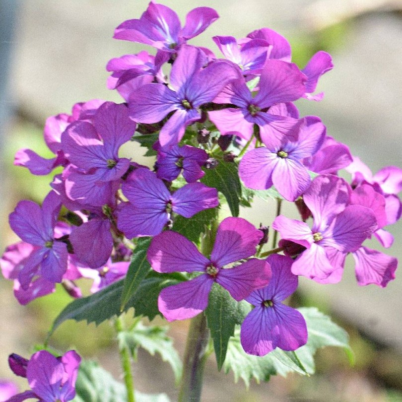 Kerti holdviola Chedglow, Lunaria annua, ehető virág